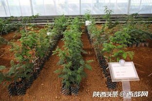厉害了我的城 全国每6粒花椒就有一粒来自韩城