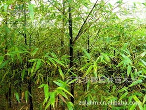 江苏步晴园林苗木场信息尽在农苗网 第1页