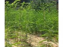 山西当年大刺皂角苗价格 山西当年大刺皂角苗型号规格
