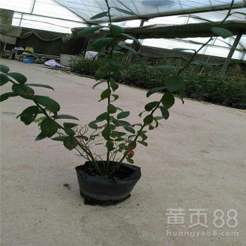 【河北3年蓝莓苗繁育基地】- 