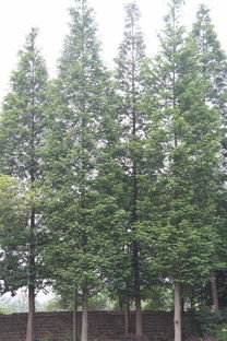 【成都水杉基地,水杉大乔木,水杉种植基地】- 