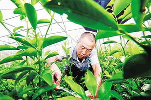 琼中绿橙今日开摘上市