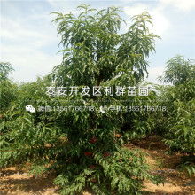 临沂鸿鑫苗木繁育场