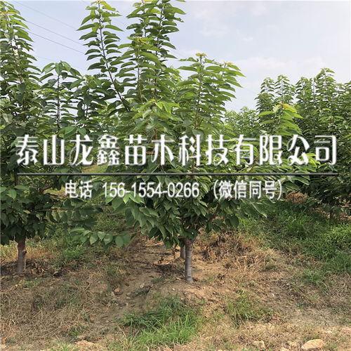 2019年兰丁2号基地 兰丁2号基地售价