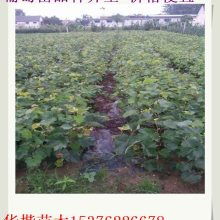 绿地苗木繁育场