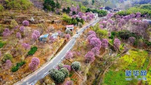 南召 玉兰花开美乡村 图