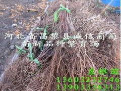 供应葡萄苗
