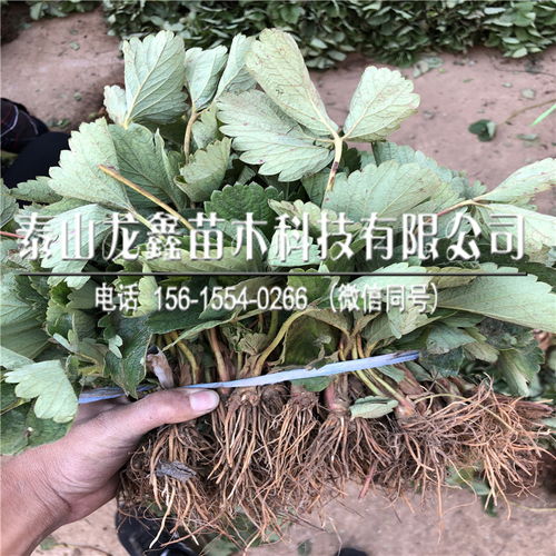 今年久香草莓苗哪里价格便宜 久香草莓苗哪里价格便宜