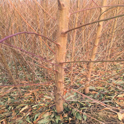 中油9号桃树苗哪里有出售2018年中油9号桃树苗批发哪里便宜