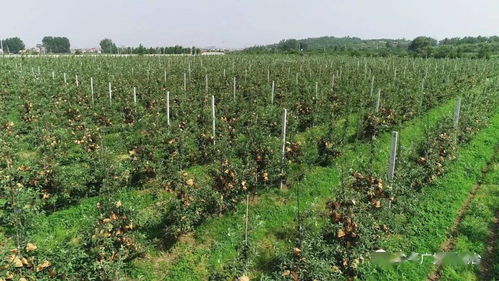 左手富裕 右手美丽：苗木繁育的双重价值