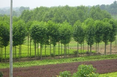 供应三角枫与黄山栾树苗木繁育的专业指南