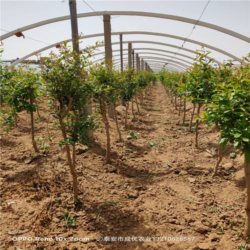 盆景石榴树苗及水晶石榴新品种培育基地 苗木繁育全览