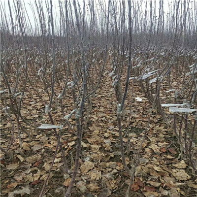 四川省引进神富2号苹果苗 现代苗木繁育的新篇章