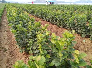 平欧大榛子 优质苗木繁育的关键技术与市场前景