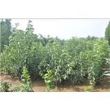 烟台先锋大樱桃苗木繁育基地 专业培育优质大樱桃树苗