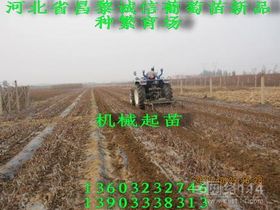 苗木繁育 技术与方法概述