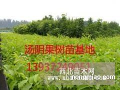 延津梨树苗、桃树图片及价格介绍——河南汤阴富农果树苗木繁育基地