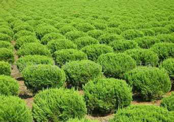 供应河南中矿绿化苗木 白皮松、虎皮松、蟠龙松的栽培技术与繁殖方法