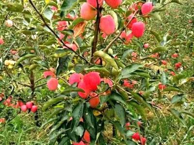 农村科普示范基地“吉祥果”示范观光园 苗木繁育的创新实践