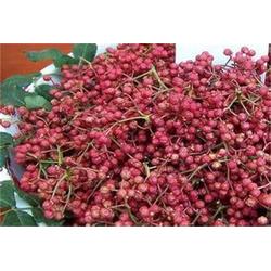 如何高效培育花椒苗？——从育苗到管理全流程解析