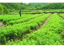 江西金鑫杉树苗定南县基地产品展示及苗木繁育