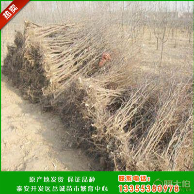 岳诚新品种冬枣树苗 高成活率与高产量的理想选择