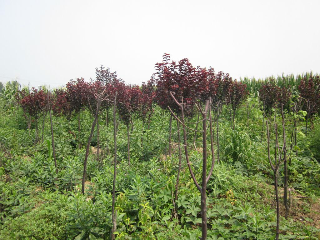 临朐允福苗木繁育场 优质绿化苗木紫叶李树苗介绍