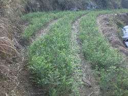 利民红豆杉苗木繁育种植场合作社 专业苗木繁育的典范