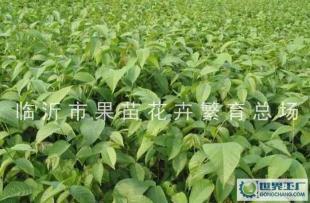 优质核桃苗及其他果树苗木的繁育与市场前景