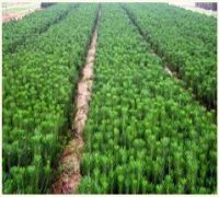 山东临沂富民黑松侧柏苗木繁育基地 引领绿色产业发展的专业平台