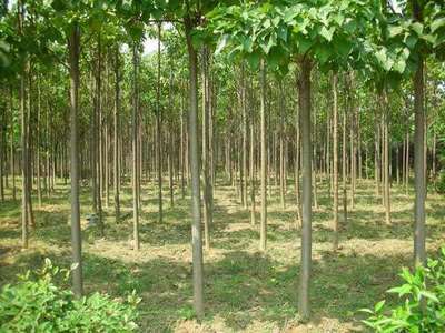 绿化苗木繁育及其市场供应