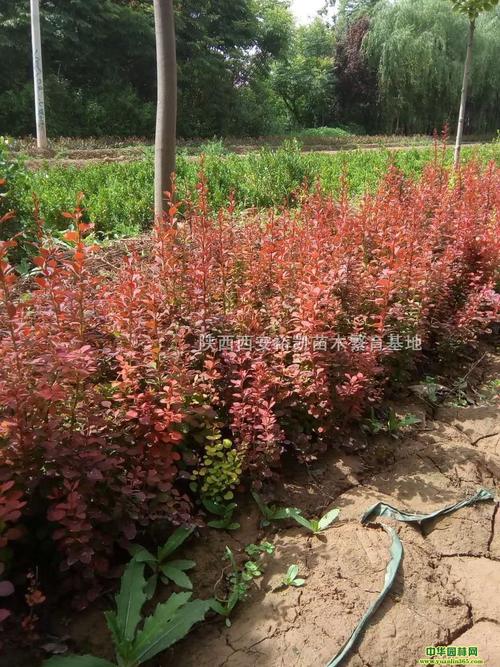 红叶小波 陕西西安裕凯苗木繁育基地的专业苗木繁育