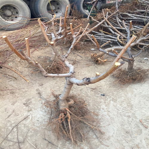 黄金蜜4号桃树苗批发价格与繁育解析