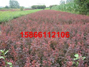 青州花卉苗木高清图片与苗木繁育技术解析