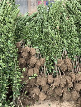 信阳1米高北海道黄杨苗木繁育培养基地 专业化培育之道