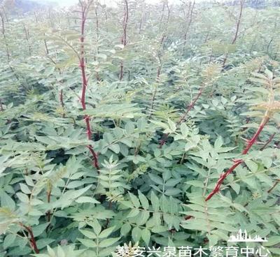 基地大量批发大红袍花椒苗 结果率高，价格实惠