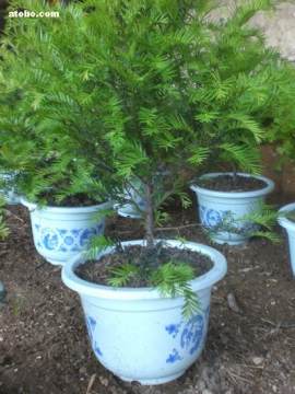 苗木繁育新机遇 红豆杉热卖促销与供应商信息全解析