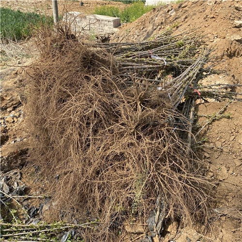 广东繁育矮化黄鸣樱桃苗 技术要点与实践指南