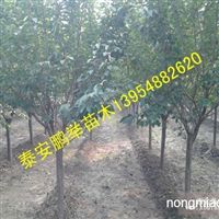 泰安樱花苗木品种详解与市场供应概览