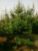 红兴苗木繁育中心 专业、高效、绿色的苗木繁育基地