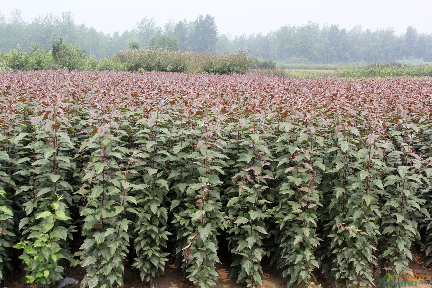 拓营销渠道 夯质量根基——访山东鼎赢苗木种植许洪堂谈苗木繁育