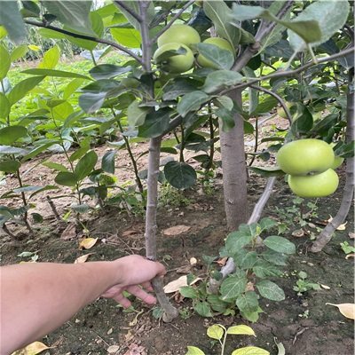 短枝苹果树苗 品种特性与高效繁育技术详解