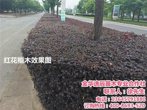 逸辰苗木 专业绿化苗木价格查询与在线咨询指南