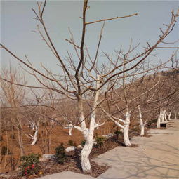 山核桃树苗繁育基地 打造优质苗木的摇篮