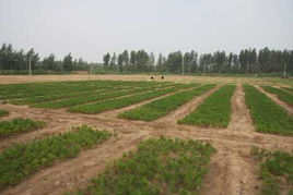 内蒙古通辽市樟子松苗木繁育基地的樟子松二年生苗木繁育技术探索