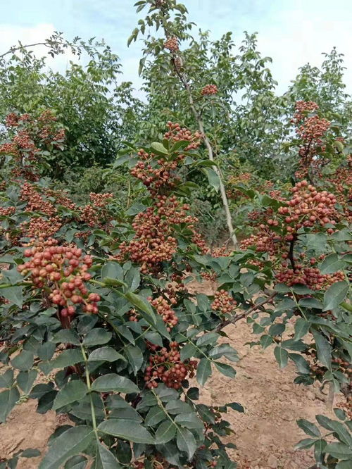 放心苗花椒苗基地 品种繁育与免运费服务全解析